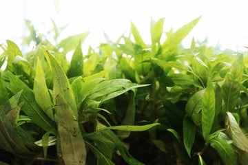 Hygrophila salicifolia (blue hygro)