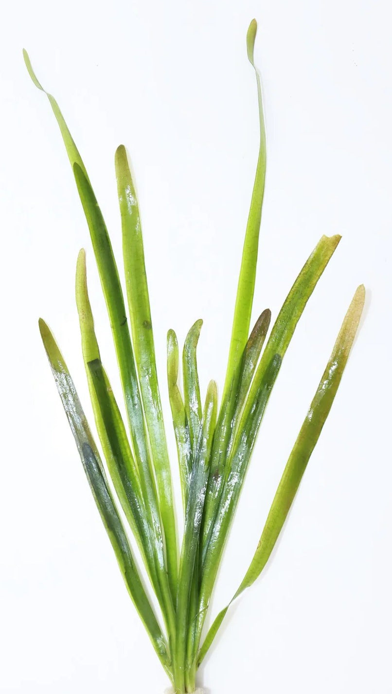 Jungle Vallisneria