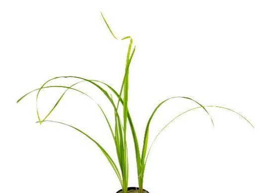 Cyperus Helferi