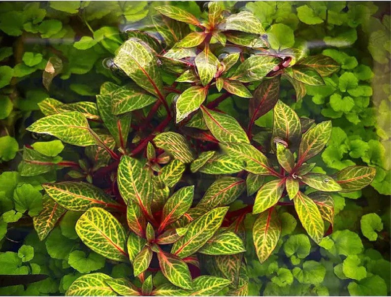 Ludwigia Red Skeleton