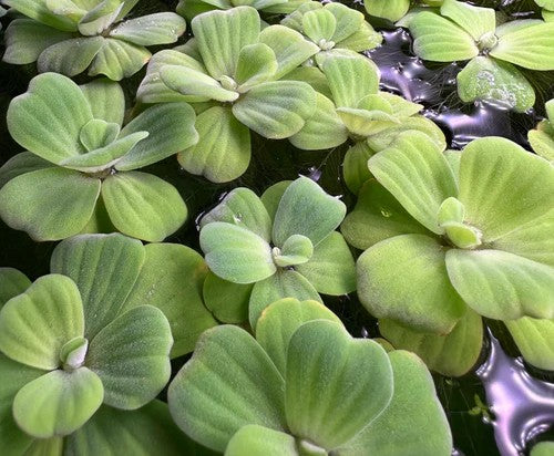 Dwarf Water Lettuce Rosette (Pistia Sp.)