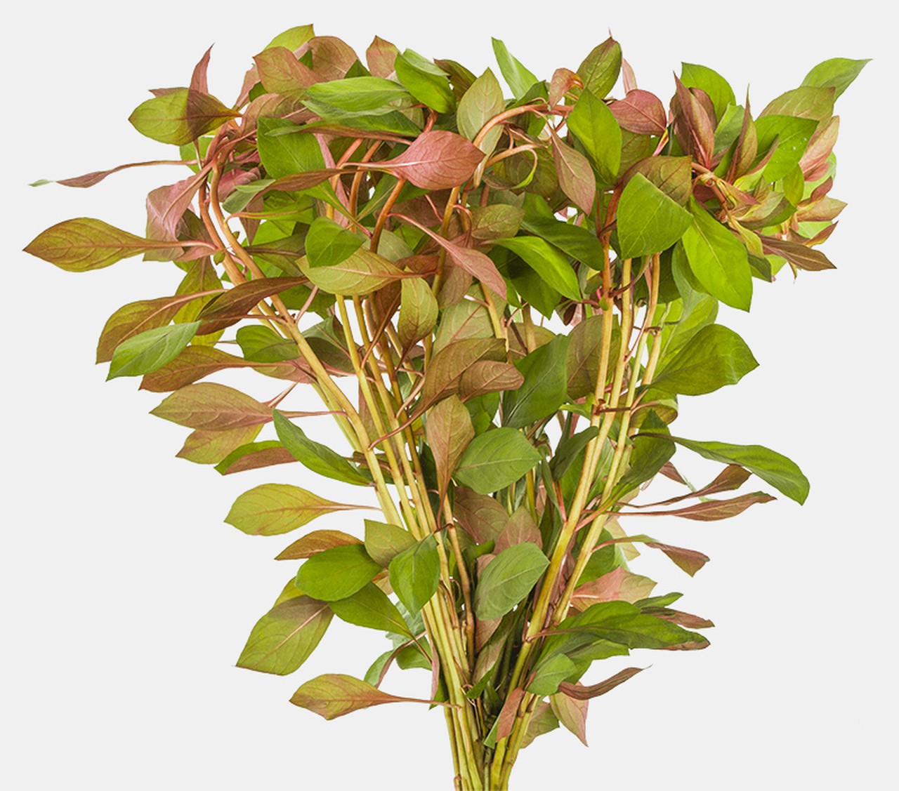 Ludwigia Dark Red