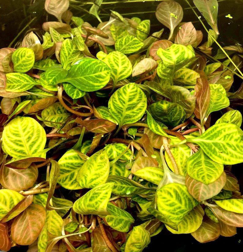Ludwigia Red Skeleton