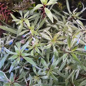 Ludwigia White ~*RARE*~