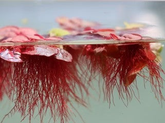 Red Root Floaters Phyllanthus Fluitans