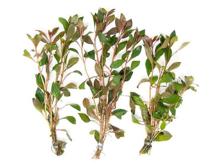 Ludwigia Dark Red