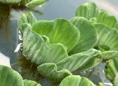 Dwarf Water Lettuce Rosette (Pistia Sp.)
