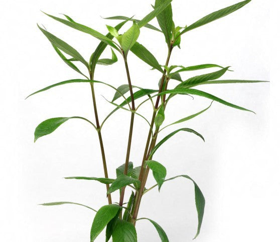 Hygrophila salicifolia (blue hygro)