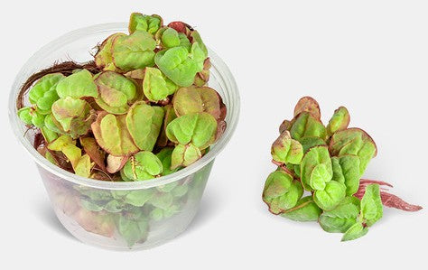 Red Root Floaters Phyllanthus Fluitans