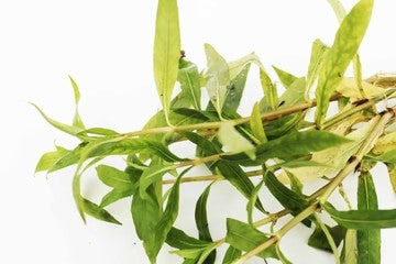 Hygrophila salicifolia (blue hygro)