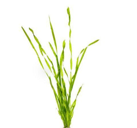 Vallisneria Corkscrew