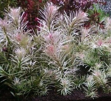 Ludwigia White ~*RARE*~